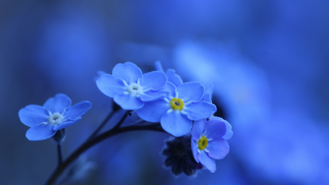 Blue flower butterfly yellow center free wallpaper - medium preview image