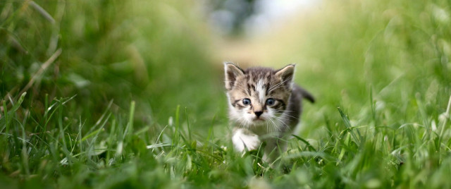 Kitten walking green field blurry free wallpaper - medium preview image