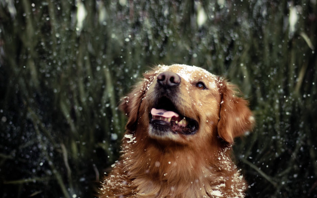 Dog snow aurora impressionist reindeer free wallpaper - medium preview image