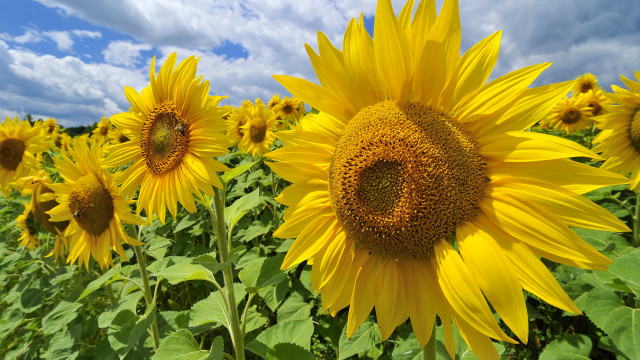 Sunflowers blue sky clouds field free wallpaper - medium preview image