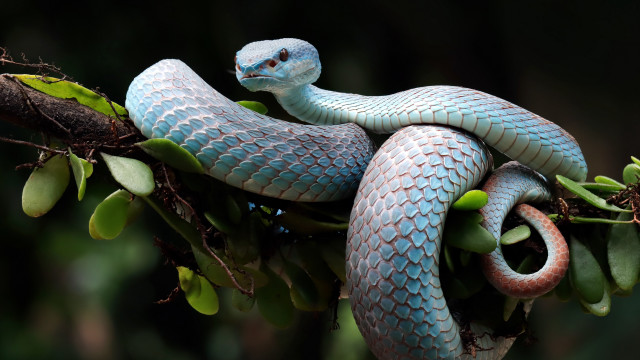 Blue snake curled branch leaves free wallpaper - medium preview image