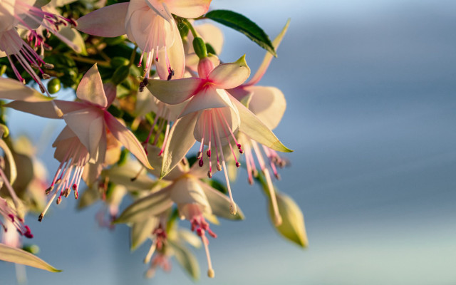 Flower branch sun blue sky free wallpaper - medium preview image