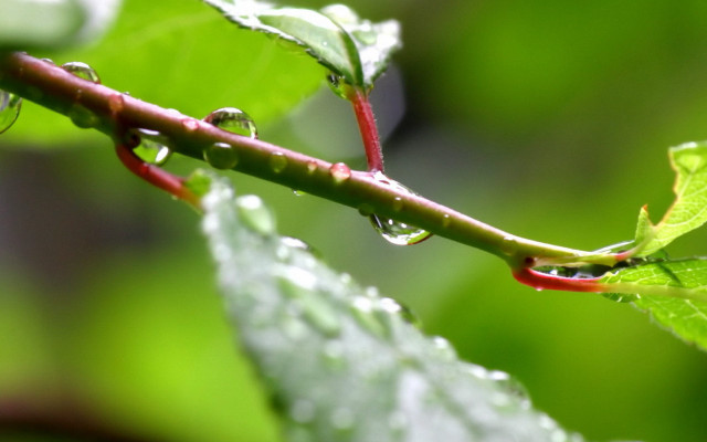 Water drops leaf macro photorealism #2 free wallpaper - medium preview image