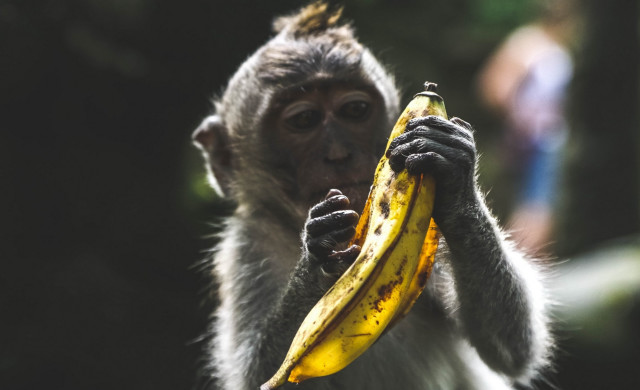 Monkey banana wildlife photography primitivism free wallpaper - medium preview image