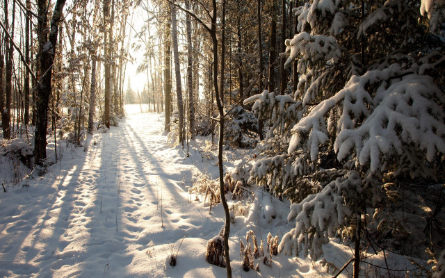 Snowy woodland path with sunshine free wallpaper - medium preview image