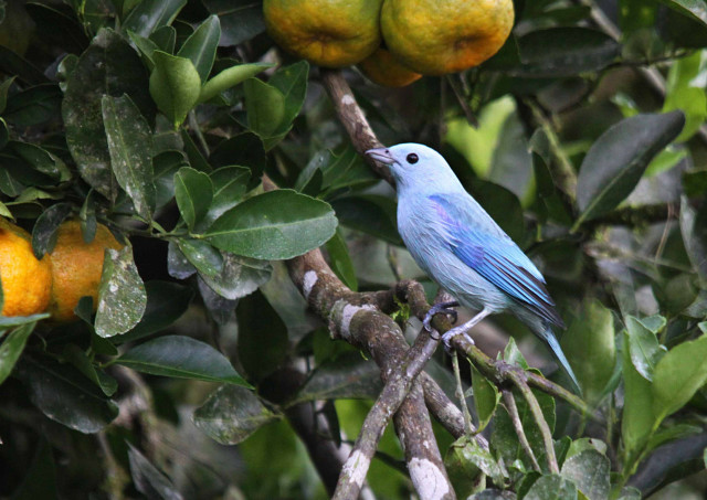 Blue bird perched branch oranges free wallpaper - medium preview image