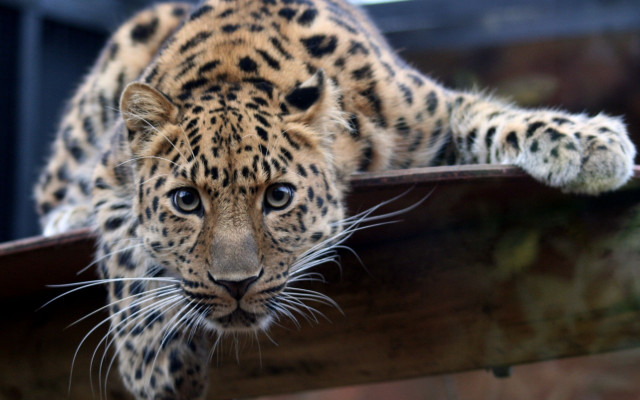 Leopard wooden rail closeup animal free wallpaper - medium preview image
