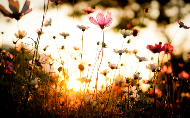 Flower field sunset butterflies autumn free wallpaper - medium preview image