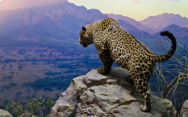 Leopard rock mountains valley full free wallpaper - medium preview image