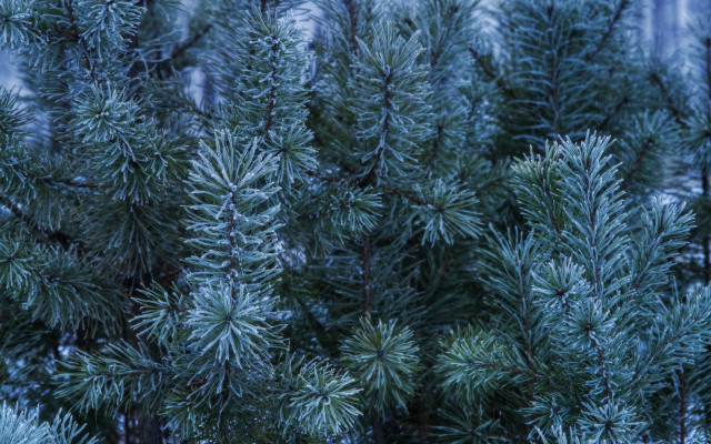 Snowy tree needles branches foliage free wallpaper - medium preview image