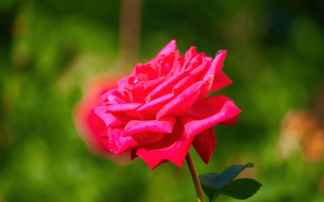 Pink rose green background blurry free wallpaper - medium preview image