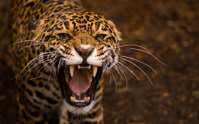 Leopard closeup mouth open teeth #2 free wallpaper - medium preview image