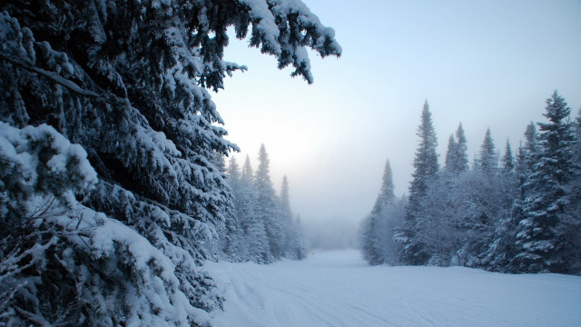 Snowy forest trail mountain bush free wallpaper - medium preview image