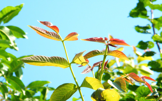 Plant bamboo summer blurry bokeh free wallpaper - medium preview image