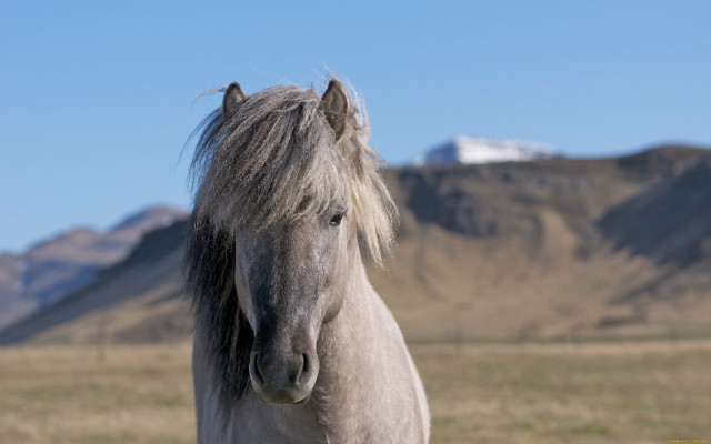 Horse mane field mountains blue free wallpaper - medium preview image