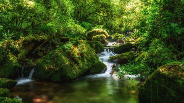 Lush forest stream waterfall nature free wallpaper - medium preview image