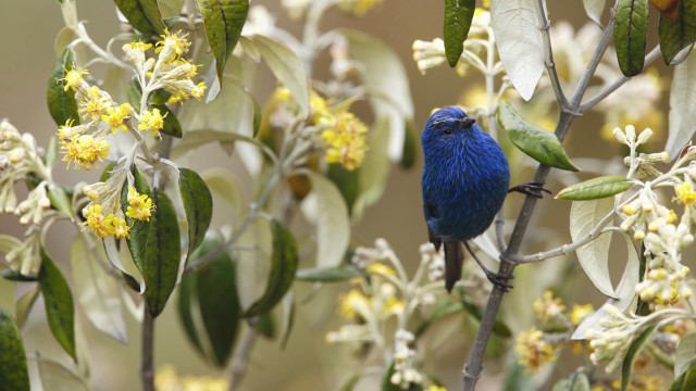 Blue bird yellow flowers macro free wallpaper - medium preview image