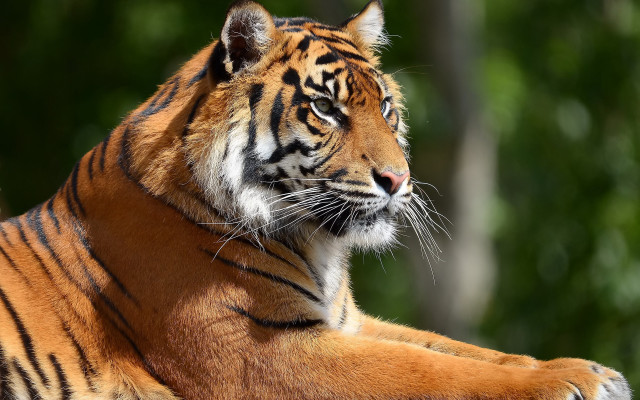 Tiger lying closed eyes blurry free wallpaper - medium preview image