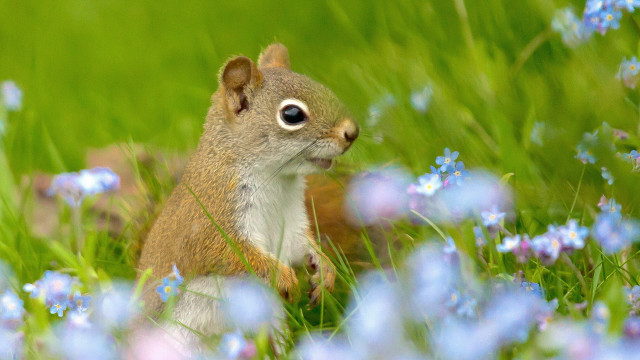 Squirrel blueflowers grass ecological impressionist free wallpaper - medium preview image