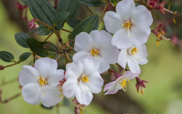 White flowers green leaves blurry #2 free wallpaper - medium preview image