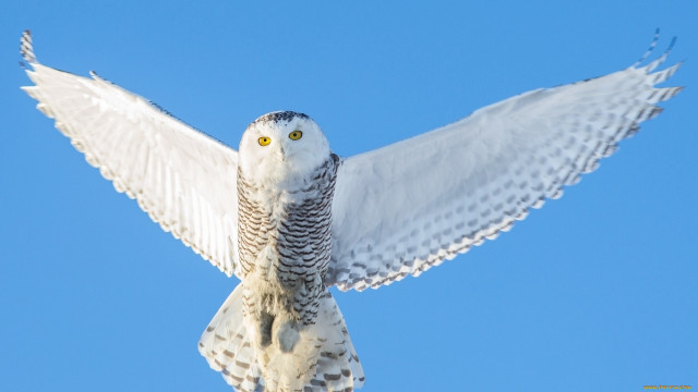 White owl yellow eyes flying free wallpaper - medium preview image
