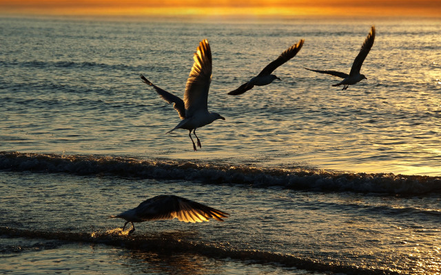 Birds ocean sunset flying shore free wallpaper - medium preview image