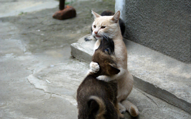 Cat playing outdoors building shiba free wallpaper - medium preview image