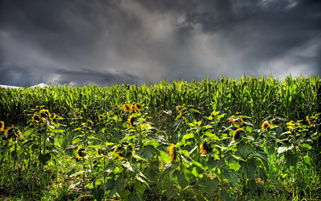 Sunflower field stormy sky matte free wallpaper - medium preview image