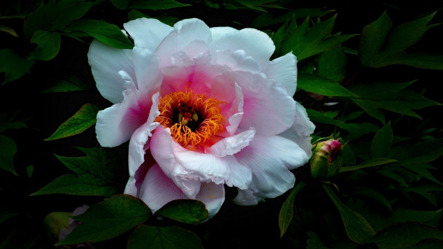 Pink white flower green leaves free wallpaper - medium preview image