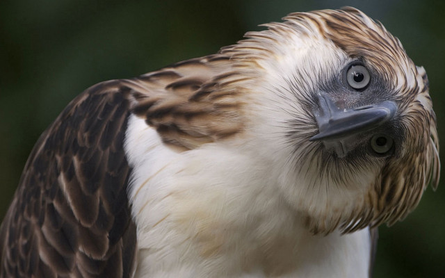 Bird beak closeup sumatraism chica free wallpaper - medium preview image