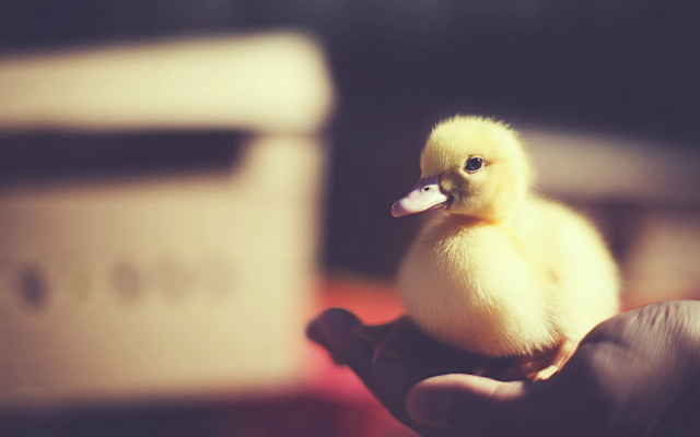 Yellow duckling hand microwave blurry free wallpaper - medium preview image