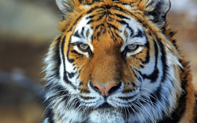 Tiger large orange black face free wallpaper - medium preview image