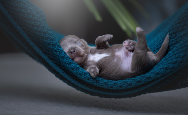 Kitten hammock paws ground head free wallpaper - medium preview image