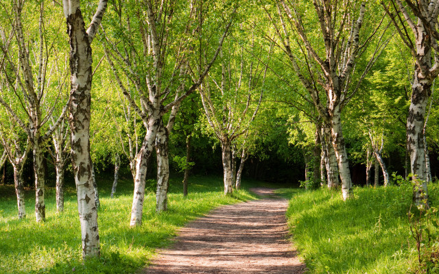 Forest path trees bushes sunlight free wallpaper - medium preview image