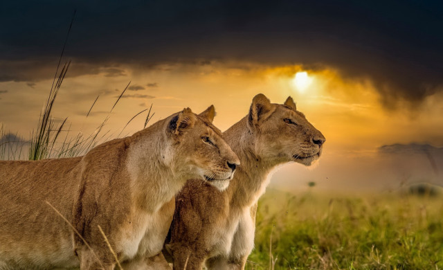 Lions sunset field clouds shiba free wallpaper - medium preview image