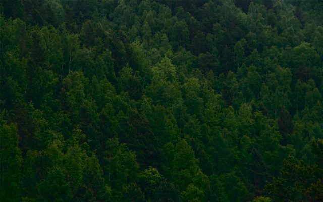 Plane forest night matte scene free wallpaper - medium preview image