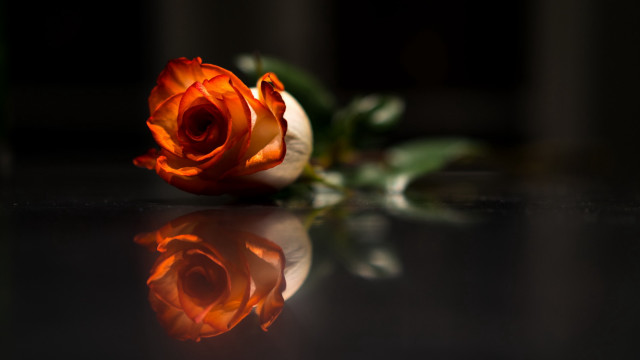 Orange rose reflection dark background free wallpaper - medium preview image
