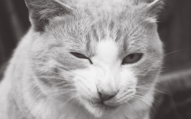 Sad cat chair black white free wallpaper - medium preview image