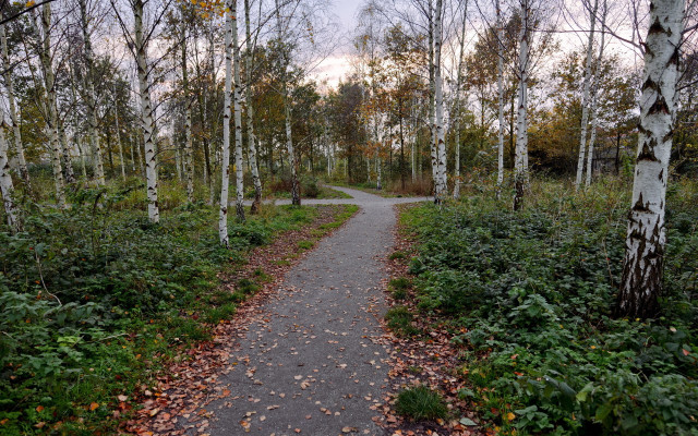 Autumn forest path trees leaves free wallpaper - medium preview image