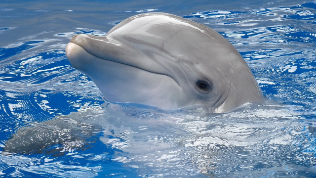 Dolphin fish water splash rayonism free wallpaper - medium preview image