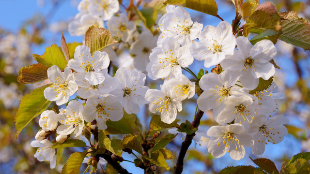 White flower tree blurry background free wallpaper - medium preview image