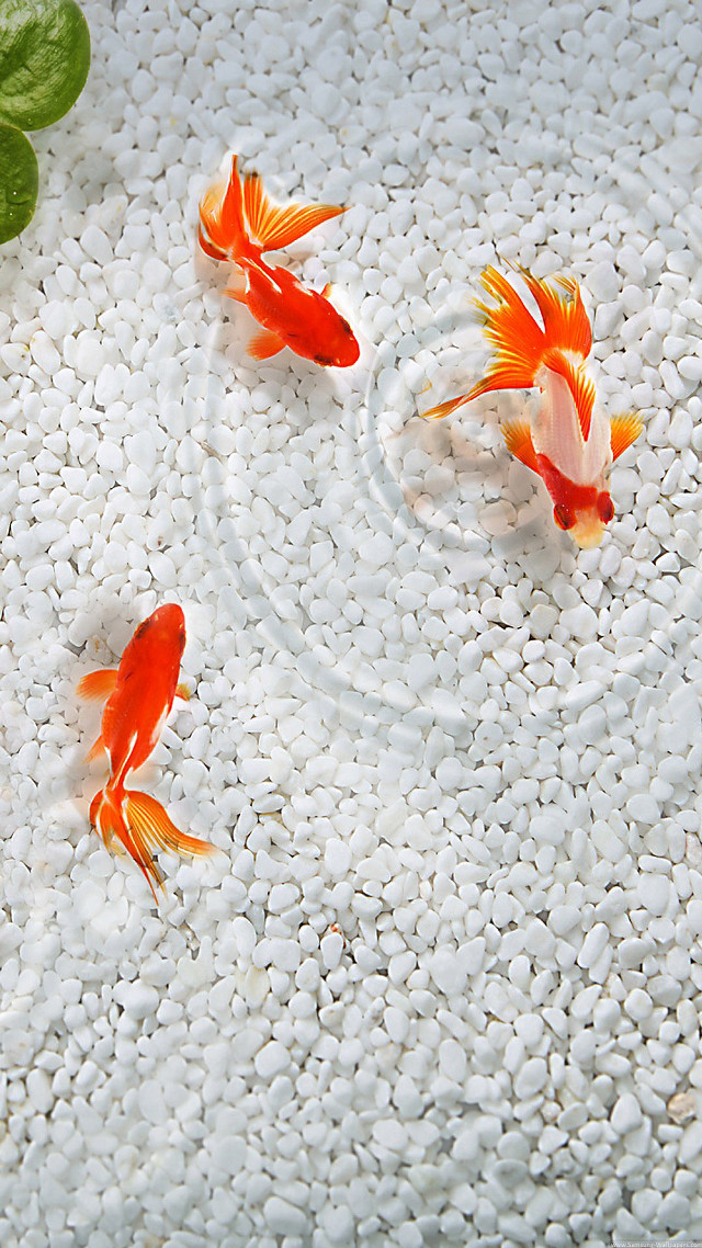 Goldfish pond water leaf plant free wallpaper - medium preview image