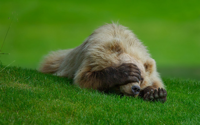 Bear rolling grass sunny furry free wallpaper - medium preview image