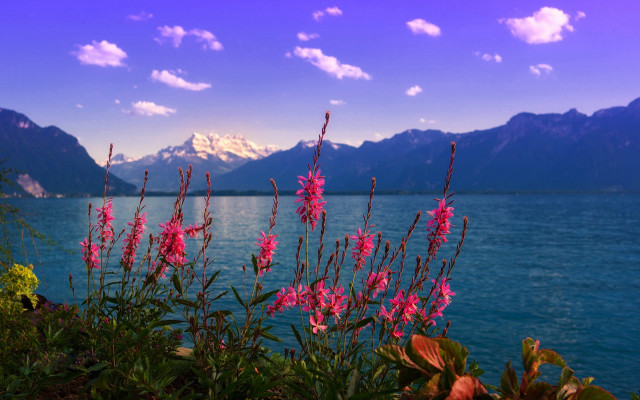 Lake mountains flower sky scene free wallpaper - medium preview image