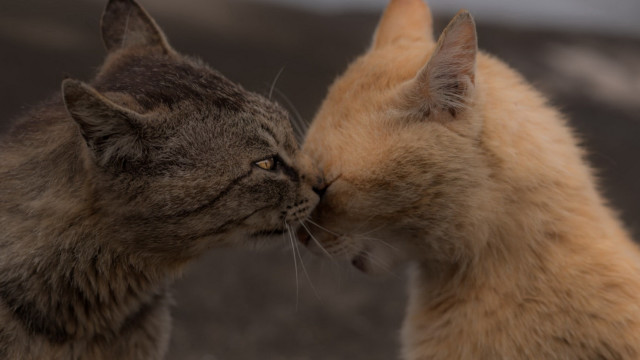 Cats grass dirt sky microscopic free wallpaper - medium preview image