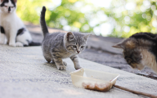 Cats roof eating looking tilt free wallpaper - medium preview image