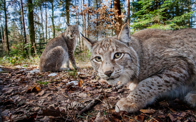 Lynx forest autumn wildlife dog free wallpaper - medium preview image