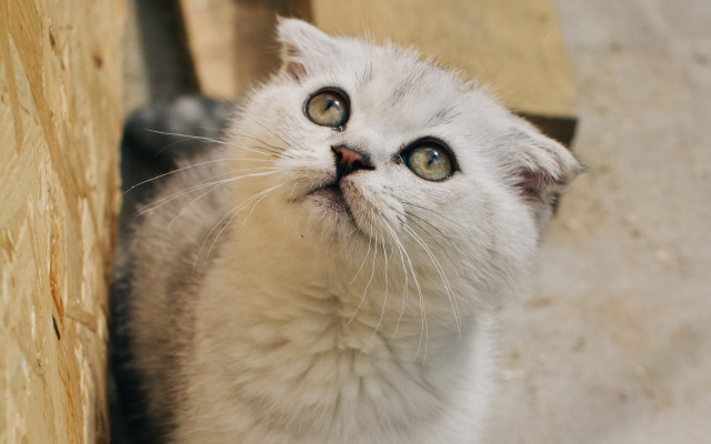 White cat surprised look beach free wallpaper - medium preview image