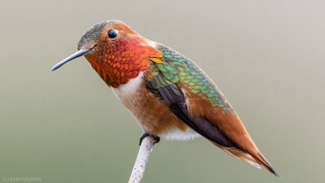 Colorful bird branch macro cloisonnism free wallpaper - medium preview image