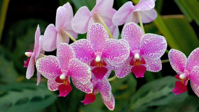 Pink flowers white spots green free wallpaper - medium preview image